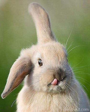 Funny Rabbit Painting By Numbers Kits