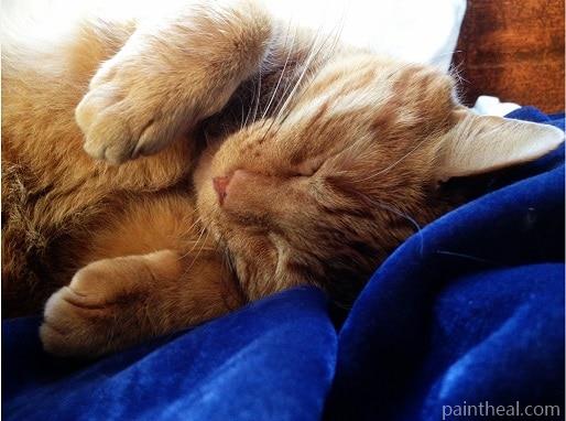 Sleepy Malayan Cat Painting By Numbers Kits