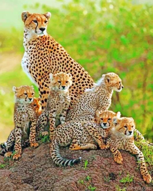 Cheetah Cubs With Mother Painting By Numbers Kits