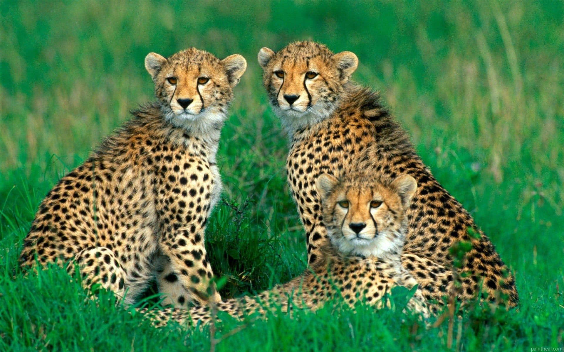 South African Cheetah Painting By Numbers Kits
