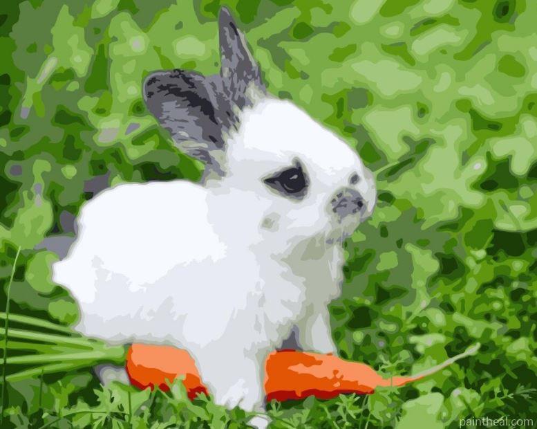 Bunny And Carrot Painting By Numbers Kits