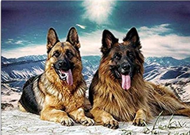 German Shepherd Dogs Painting By Numbers Kits