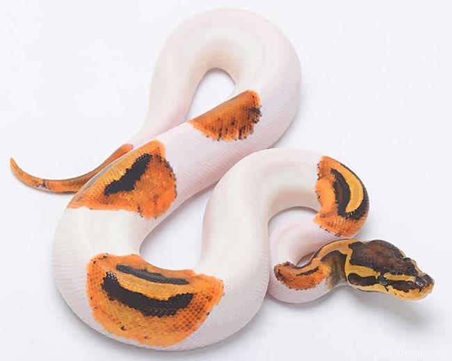 Burmese Python Painting By Numbers Kits