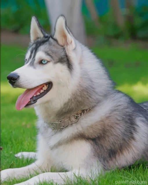 Siberian Husky Dog – Animals 5D Diamond Painting Painting By Numbers Kits