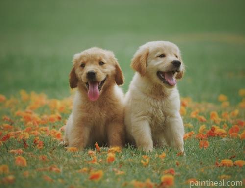 Puppies In Garden Painting By Numbers Kits
