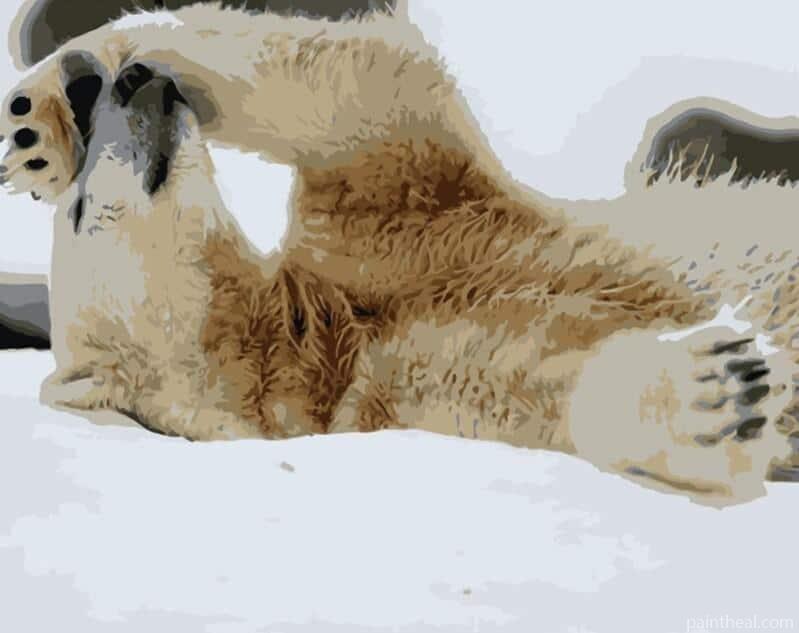 Snow Polar Bear Painting By Numbers Kits