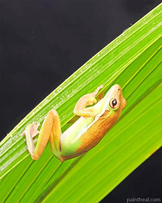 Frog On Green Leaf Painting By Numbers Kits