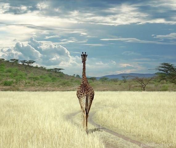 Giraffe Animal In Zoo Painting By Numbers Kits