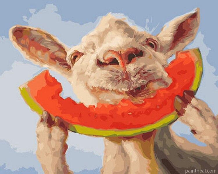 Sheep Eating Watermelon Painting By Numbers Kits
