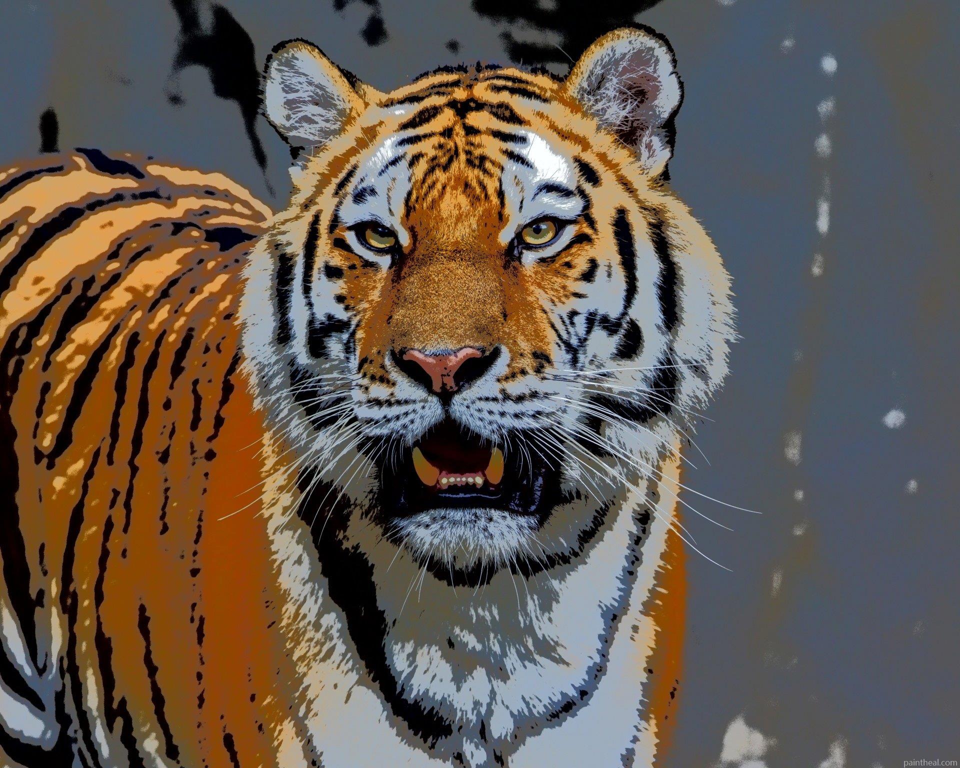 Siberian Tiger Painting By Numbers Kits