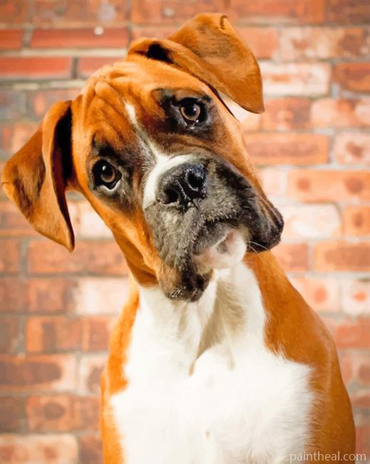 Boxer Dog Portrait Painting By Numbers Kits