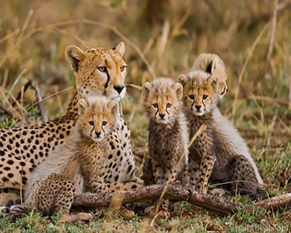 Cheetahs In Wild Painting By Numbers Kits