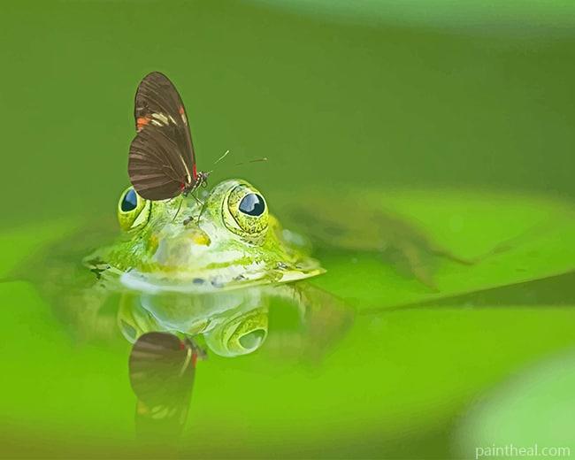 Butterfly On Frog Head Painting By Numbers Kits