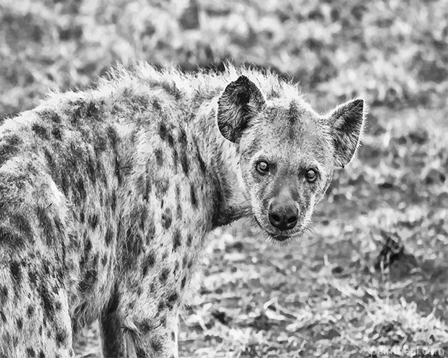 Hyenas black and white Painting By Numbers Kits