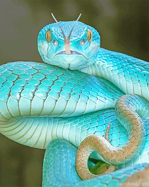 Blue Pit Viper Painting By Numbers Kits