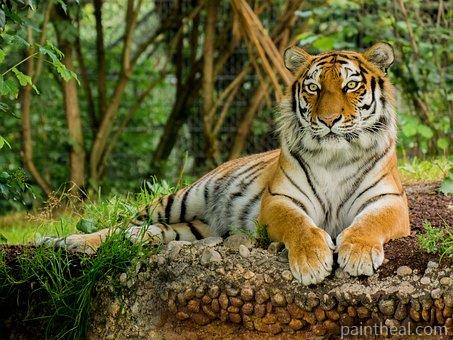 Bengal Tiger In Zoo Painting By Numbers Kits