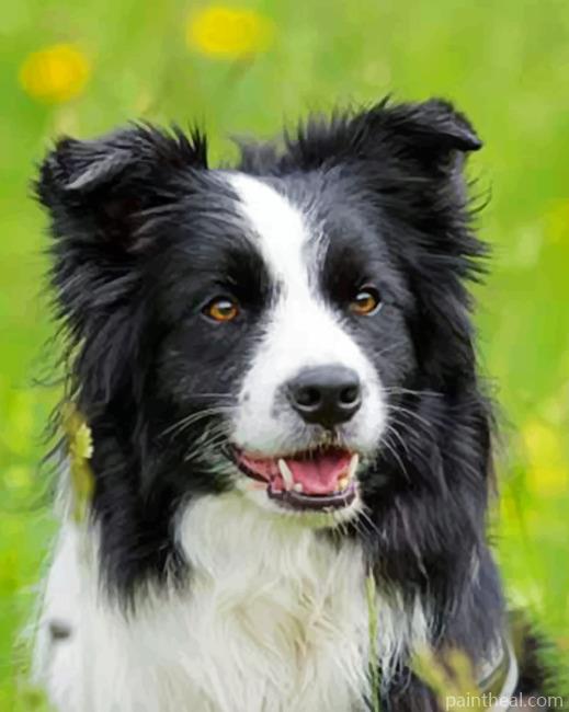 Black And White Border Collie Painting By Numbers Kits