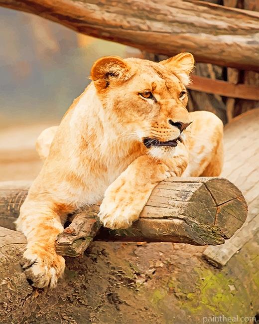 Brown Lioness Painting By Numbers Kits