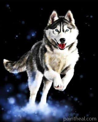 Husky – 5D Diamond Paintings Painting By Numbers Kits