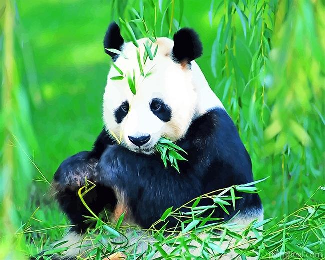 Giant Panda Painting By Numbers Kits