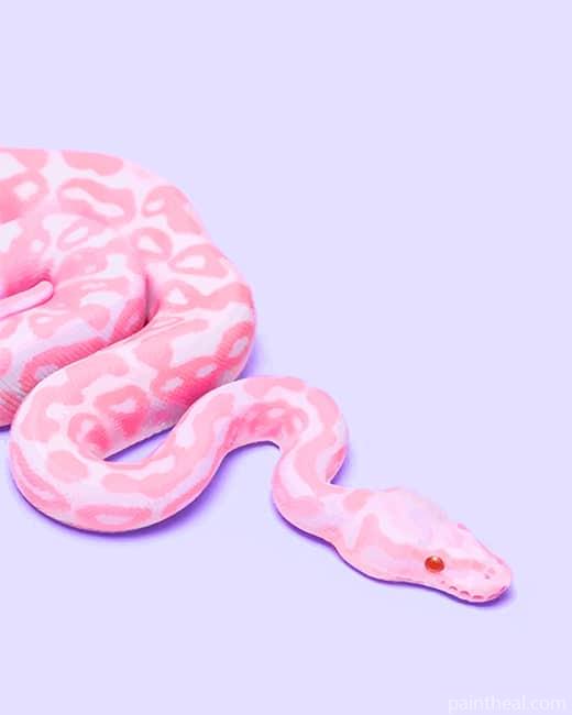 Pink Snake Painting By Numbers Kits