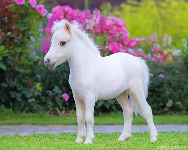 Little White Horse Painting By Numbers Kits