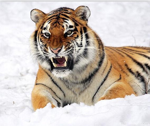 Tiger In The Snow Painting By Numbers Kits