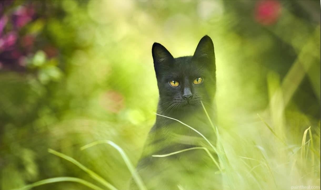Black Cat With Green Eyes Painting By Numbers Kits