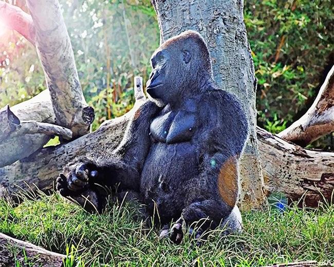 Gorilla In Zoo Painting By Numbers Kits