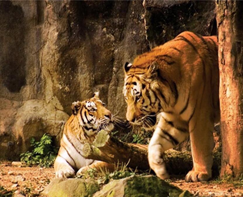 Tiger Couple In Zoo Painting By Numbers Kits