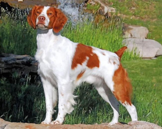 Cute Brittany Spaniel Painting By Numbers Kits