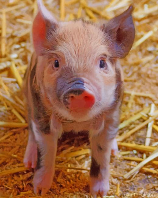 Farrow Farm Pig Painting By Numbers Kits