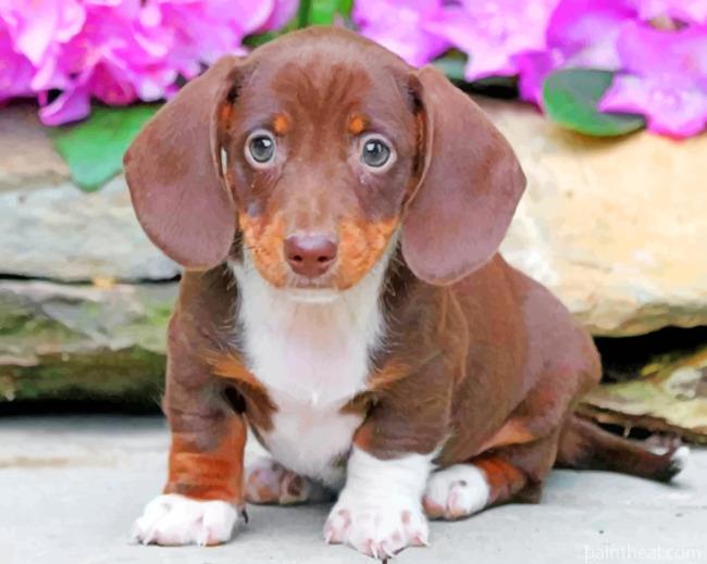 Brown Sausage Dog Painting By Numbers Kits
