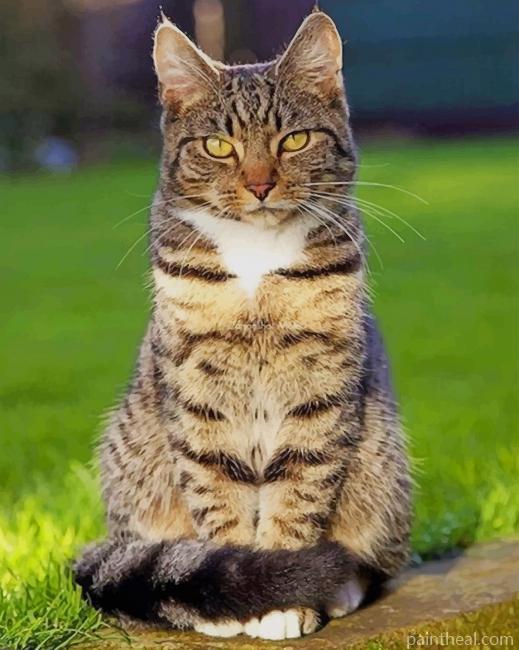Beautiful Tabby Cat Painting By Numbers Kits