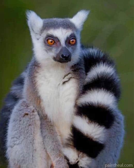 Ring Tailed Lemur Animal Painting By Numbers Kits