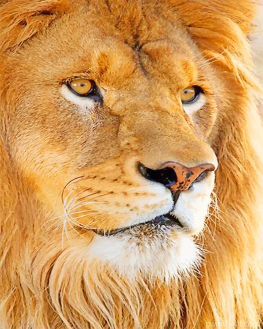 Lion Face Painting By Numbers Kits