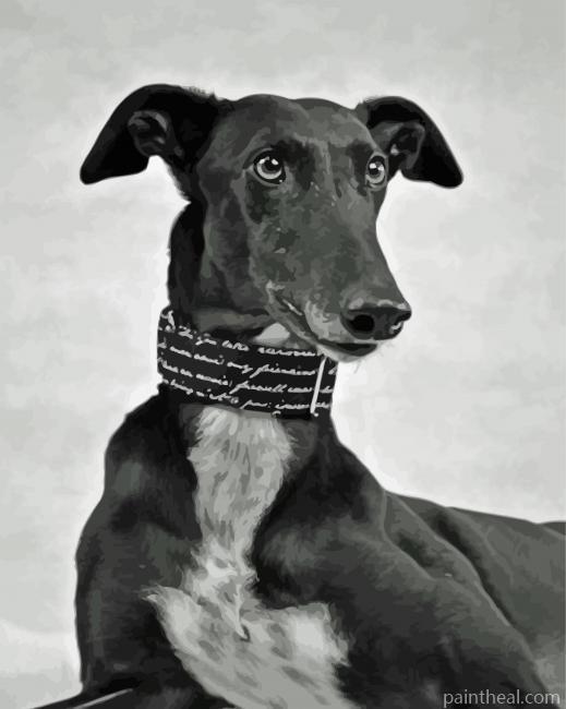 Monochrome Black Lurcher Dog Painting By Numbers Kits
