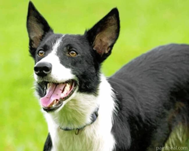 Border Collie Dog Painting By Numbers Kits