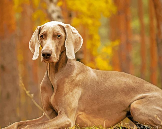 Weimaraner Pet Painting By Numbers Kits