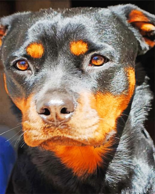 Rottweiler Face Painting By Numbers Kits