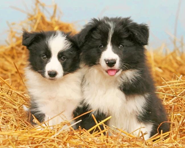 Border Collie Painting By Numbers Kits