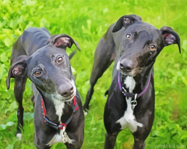 Black Lurcher Dogs Painting By Numbers Kits