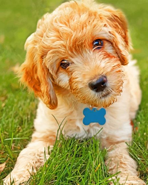 Goldendoodle Painting By Numbers Kits