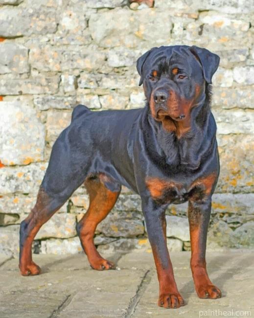 Rottweiler Painting By Numbers Kits