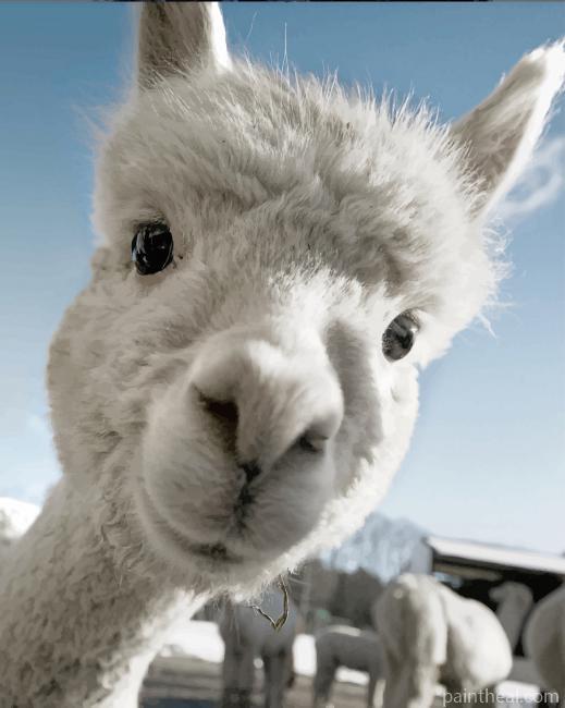 Cute Alpaca Painting By Numbers Kits
