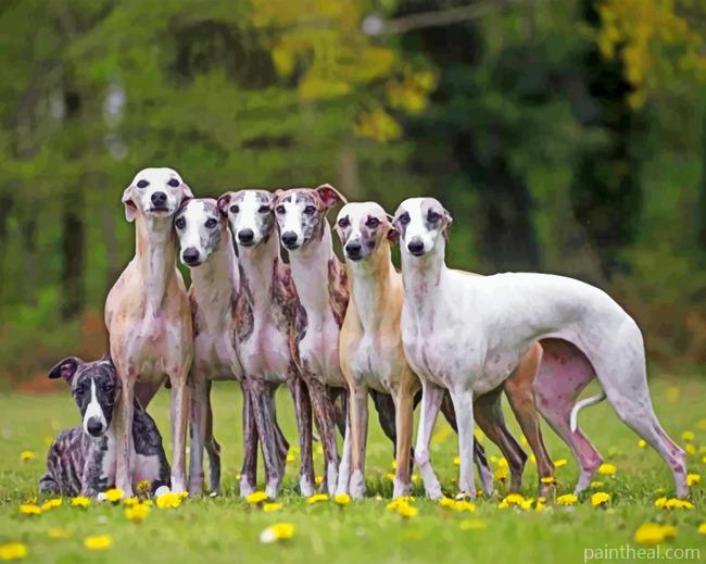 Whippet Puppies Painting By Numbers Kits