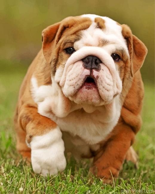 Cute British Bulldog Painting By Numbers Kits