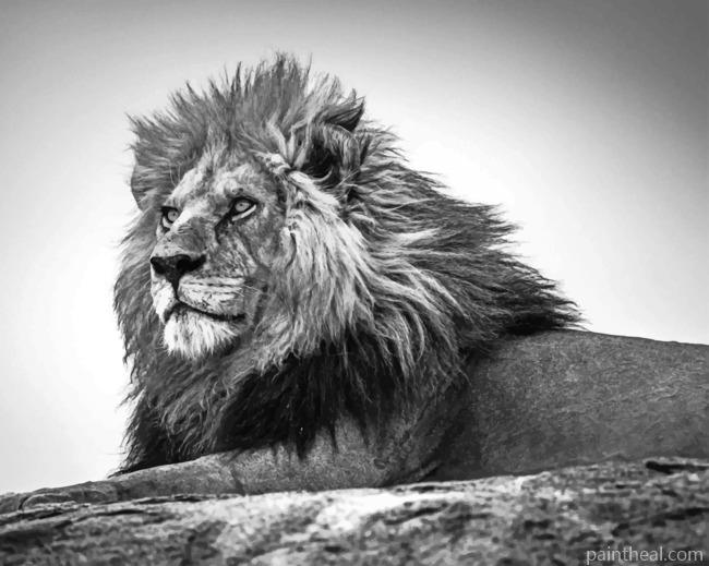 Black And White Leo Painting By Numbers Kits
