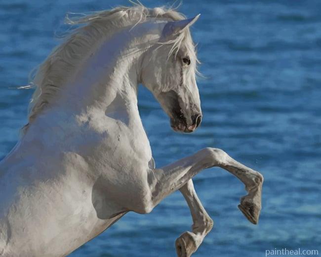 Arabian White Horse Painting By Numbers Kits