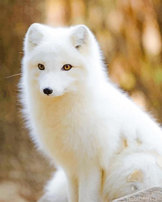 Baby Arctic Fox Painting By Numbers Kits